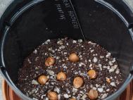 Styrax seeds in pot  