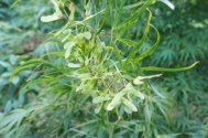Unripe Acer palmatum dissectum seed 