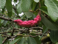 Ripe Magnolia sargentiana robusta seed 