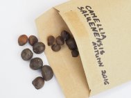 3 Smaller seeds in bags or envelopes 