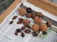 1 Removing seeds from pods 