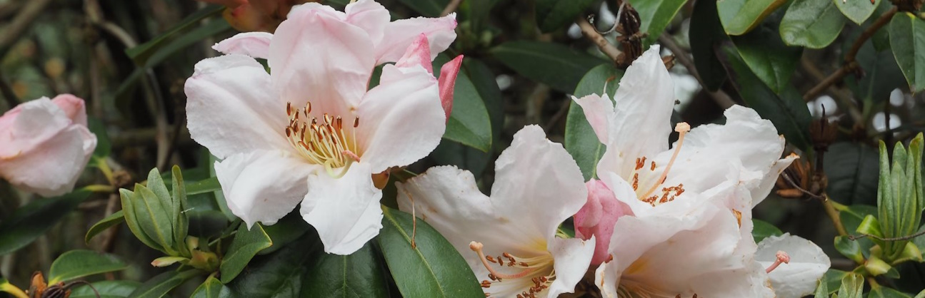 Scented Rhododendrons - The Smellies