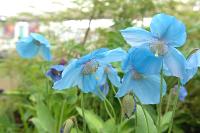 Meconopsis 'Slieve Donard'