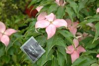 Cornus 'Scarlet Fire'