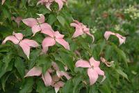 Cornus 'Scarlet Fire'
