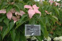 Cornus 'Scarlet Fire'