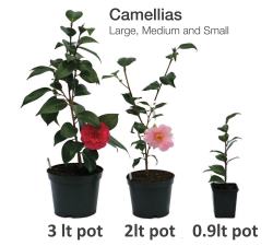 large, medium and small camellias
