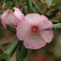 Eucryphia lucida 'Pink Clouds' card