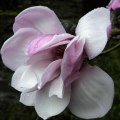 Magnolia 'Caerhays Belle' card
