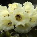 Rhododendron macabeanum card