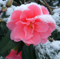 Camellia in the snow