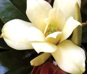 Magnolia nitida