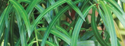 Podocarpus salignus