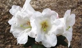 Rhododendron lindleyi