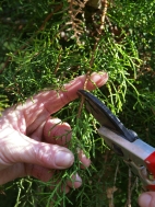 various conifer cuttings