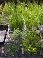 various conifer cuttings