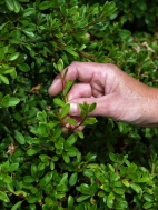 Selecting material for Azalea cuttings.