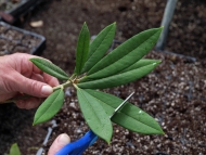 Selecting material for Azalea cuttings.