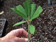 Selecting material for Azalea cuttings.