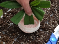 Selecting material for Azalea cuttings.