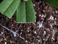 Selecting material for Azalea cuttings.