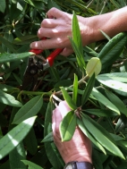 Selecting material for Rhododendron cuttings.