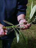 Selecting material for Rhododendron cuttings.