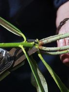 Selecting material for Rhododendron cuttings.
