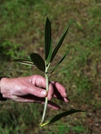 Selecting material for Rhododendron cuttings.