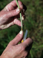 Selecting material for Rhododendron cuttings.