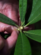 Selecting material for Rhododendron cuttings.