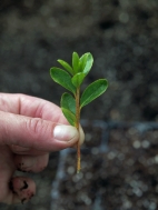 Making azalea cuttings