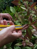   weeding and trimming