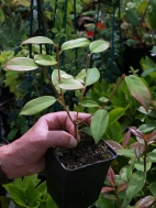   weeding and trimming