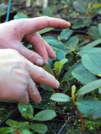 Individual potted plants