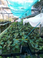 General view of potted rhododendrons