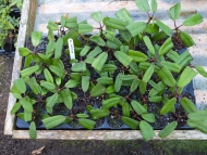 A tray of cuttings