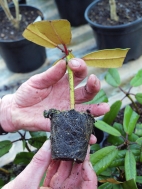 A plug ready for potting
