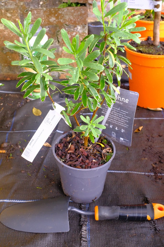 Daphne X Transatlantica 'Summer Ice' from Burncoose Nurseries
