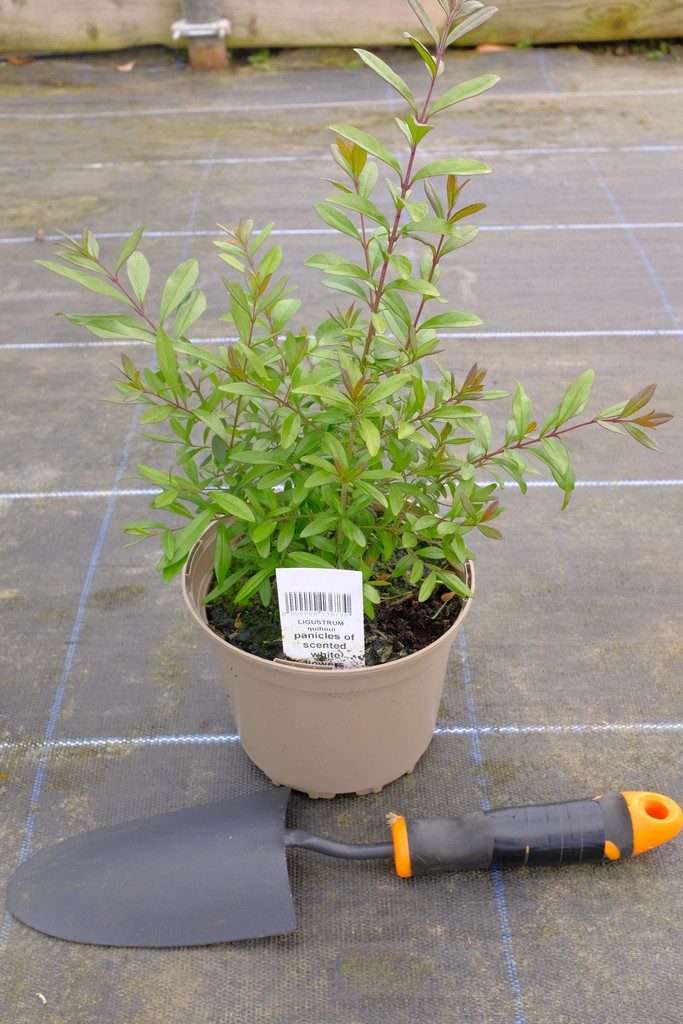 coreopsis plant Desert Coral Coreopsis, Tickseed