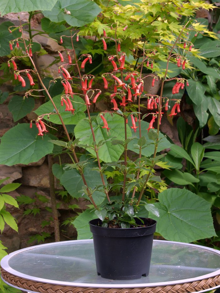 Phygelius X Rectus 'Salmon Leap' from Burncoose Nurseries