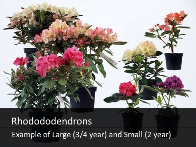 Small (2yr) and Large (3/4 year)  size Rhododendrons.