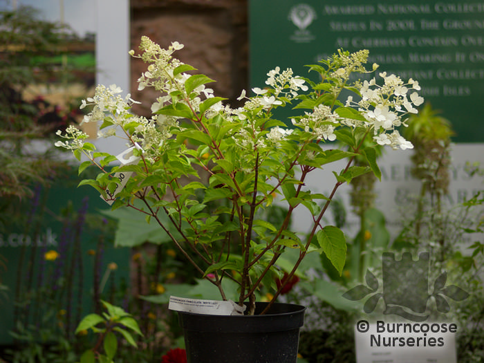 Hydrangea Paniculata 39;White Lady39; from Burncoose Nurseries