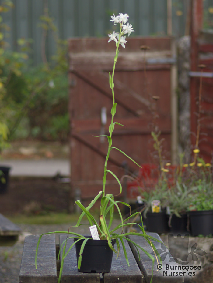Polianthes Tuberosa from Burncoose Nurseries