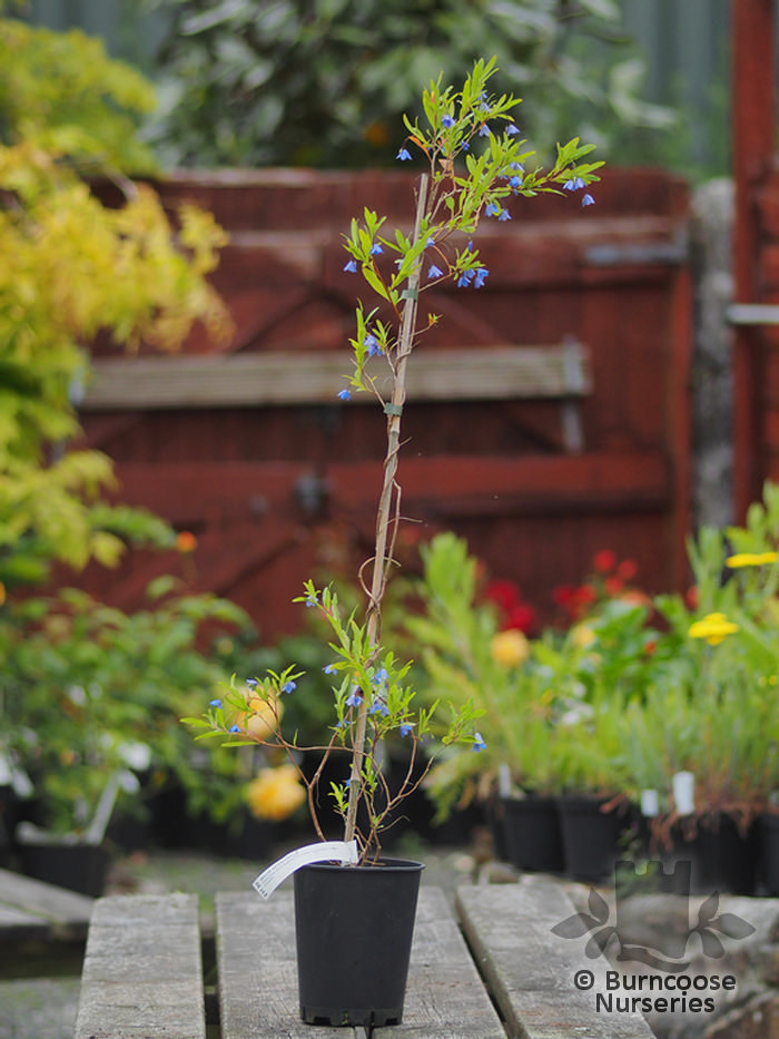 Sollya Heterophylla from Burncoose Nurseries