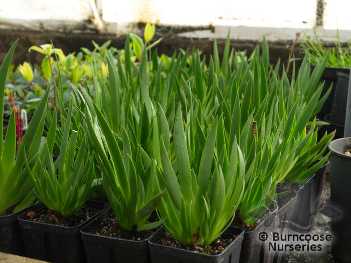 Xeronema Callistemon from Burncoose Nurseries
