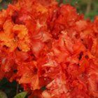 Azalea - Deciduous 'Gibraltar' from Burncoose Nurseries