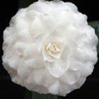 Camellia 'Matterhorn'