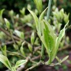 gasteria variegata Gasteria Verrucosa Aurea Variegata | organically grown succulent plants