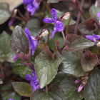 Viola Labradorica 'Purpurea' from Burncoose Nurseries